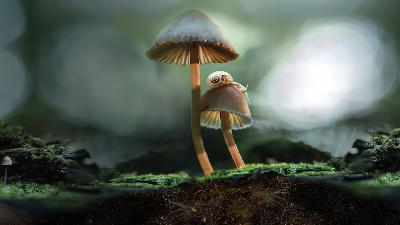Meilleures documentaires psychédéliques Netflix : Fantastic Fungi